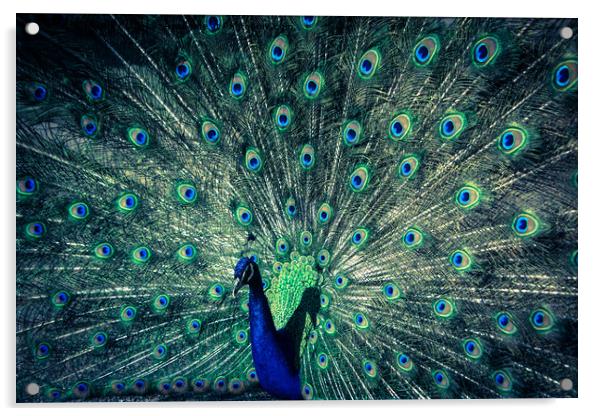 The Peacock Acrylic by NKH10 Photography