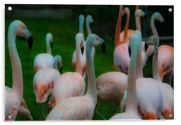 Flamingo birds Acrylic by NKH10 Photography