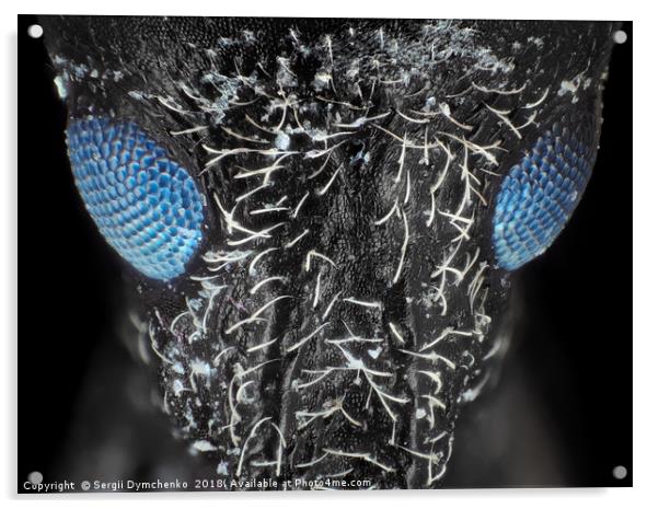 Weevil beetle under microscope Acrylic by Sergii Dymchenko