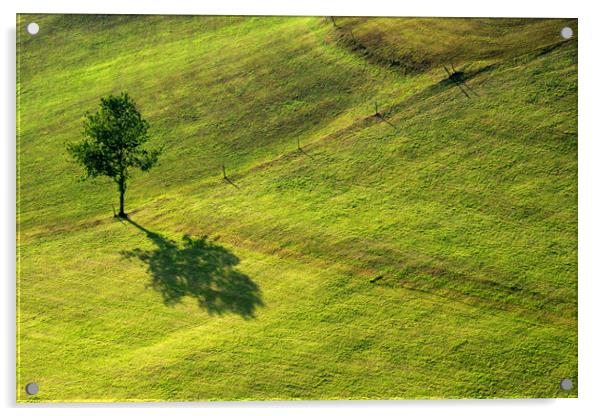 shadow from a tree Acrylic by John Stuij