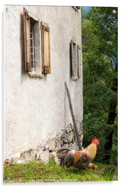 A rooster in front of a house Acrylic by John Stuij