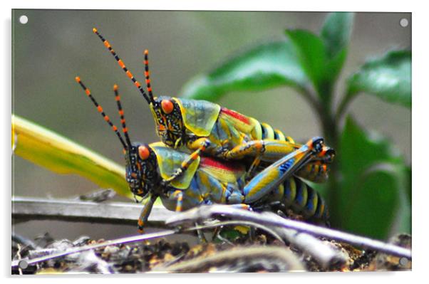 Grasshoppers  Acrylic by Lisa Shotton