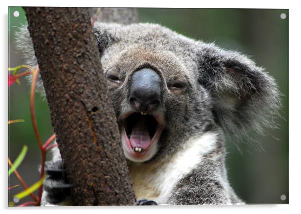 Koala yawn Acrylic by Lisa Shotton