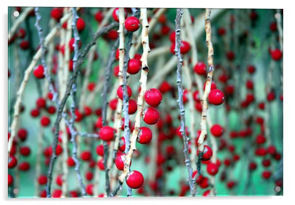 Red Berries Acrylic by Lisa Shotton