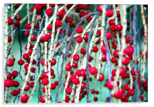 Red Berries 2 Acrylic by Lisa Shotton