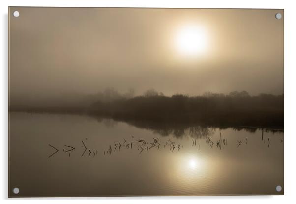 Barons Haugh Nature Reserve Acrylic by Robert McCristall