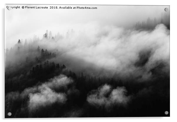 Pine trees covered in mist, black and white Acrylic by Florent Lacroute