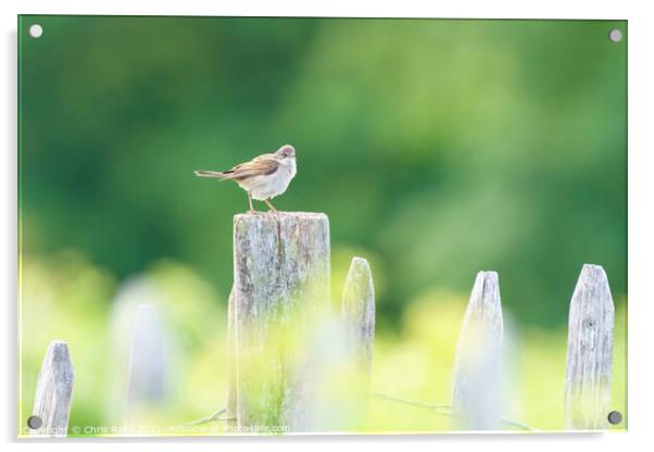 Common Whitethroat on a fence post Acrylic by Chris Rabe