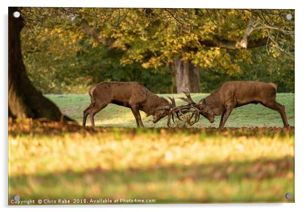 Red Deer stags sparring (Cervus elaphus) Acrylic by Chris Rabe