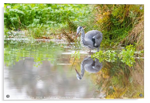 Grey Heron and reflection Acrylic by Chris Rabe