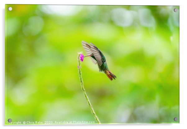 Rufous-Tailed Hummingbird (Amazilia tzacatl) feedi Acrylic by Chris Rabe