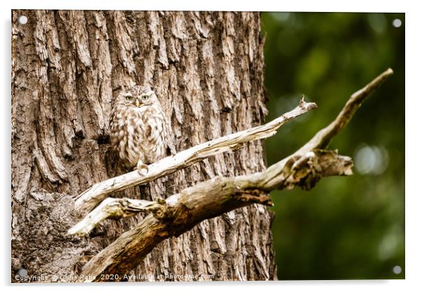 Little Owl perched on a tree Acrylic by Chris Rabe