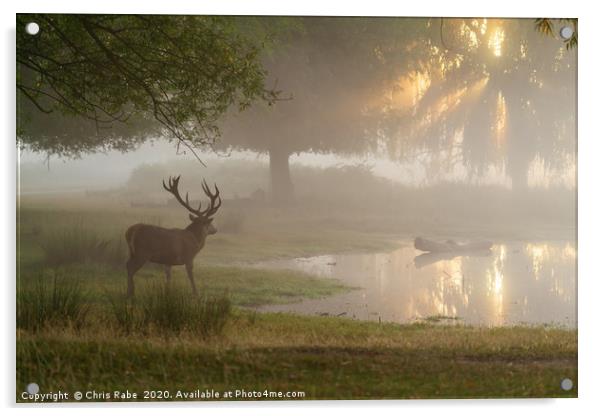 Red deer stag (Cervus elaphus) at pond at sunrise  Acrylic by Chris Rabe