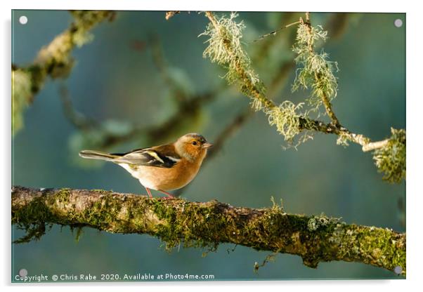 Chaffinch perched on a branch in early morning lig Acrylic by Chris Rabe