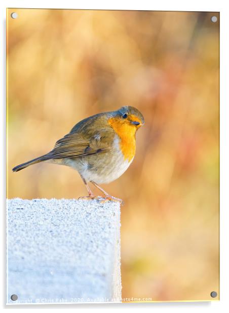 European Robin perched on a frosty concrete block Acrylic by Chris Rabe