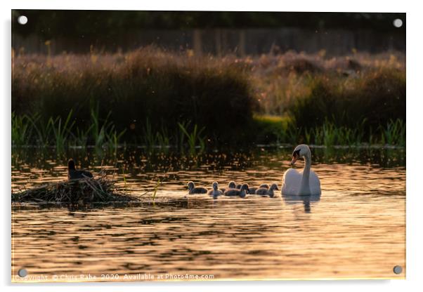 Mute swan adult with cygnets Acrylic by Chris Rabe
