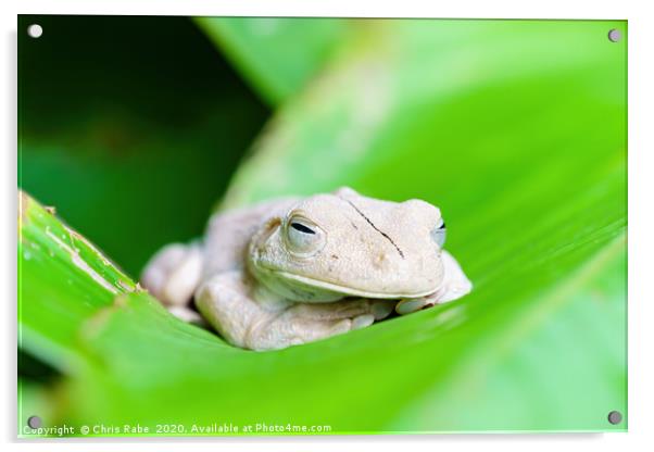 Gladiator Tree Frog close-up Acrylic by Chris Rabe