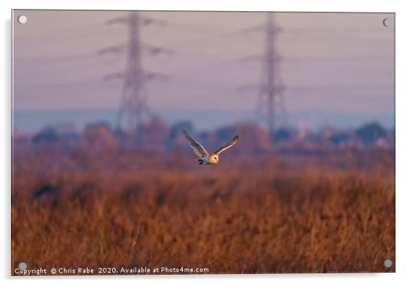 Barn owl in flight Acrylic by Chris Rabe