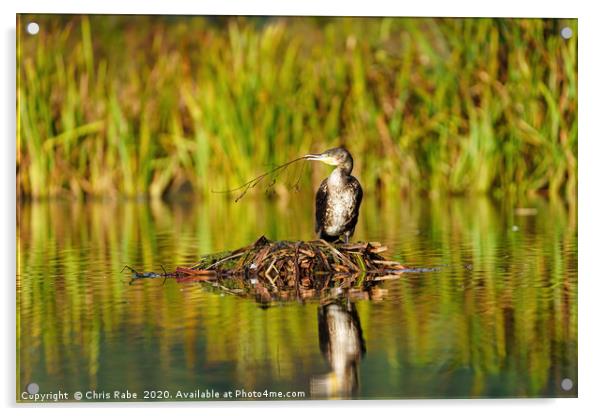 Great Cormorant sitting on nest with twig  Acrylic by Chris Rabe