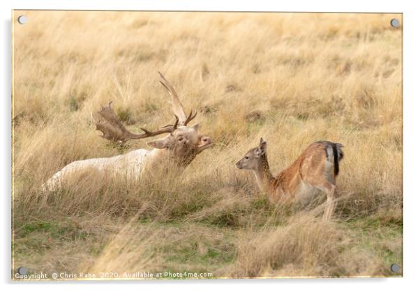 Fallow Deer stag and fawn having a moment Acrylic by Chris Rabe
