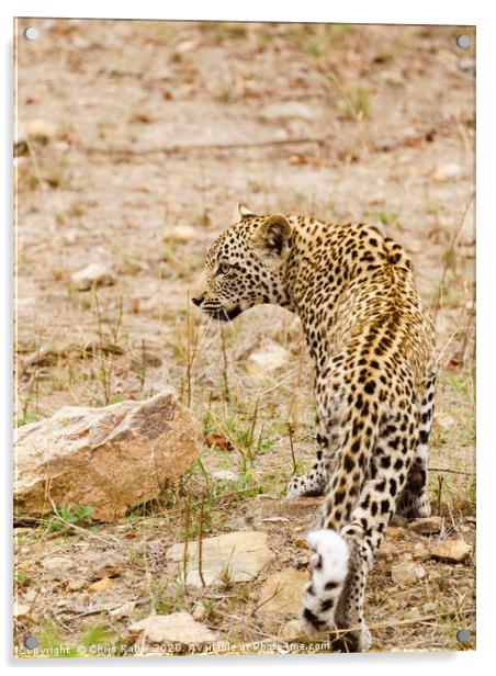 African Leopard coming out at dawn Acrylic by Chris Rabe