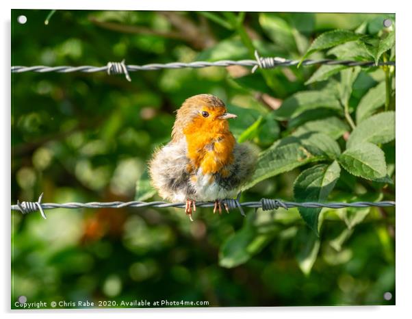 European Robin sitting on wire Acrylic by Chris Rabe