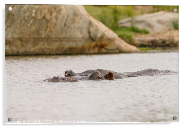 Hippopotamus in a small dam Acrylic by Chris Rabe
