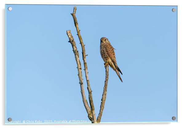 Common Kestrel sitting proudly at the top of dead  Acrylic by Chris Rabe