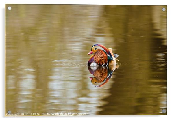 Mandarin Duck male  Acrylic by Chris Rabe