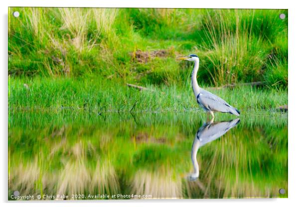 Grey Heron on a still pond Acrylic by Chris Rabe