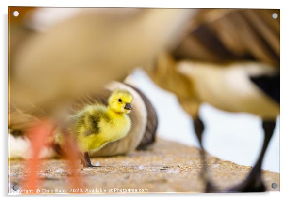 Canada Goose gosling Acrylic by Chris Rabe