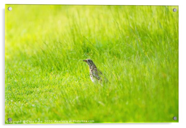 Mistle Thrush in grass with grub Acrylic by Chris Rabe