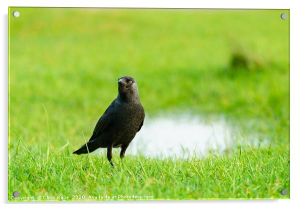Jackdaw standing in grass Acrylic by Chris Rabe