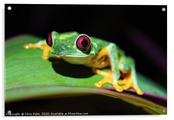 Red-Eyed Tree Frog Acrylic by Chris Rabe