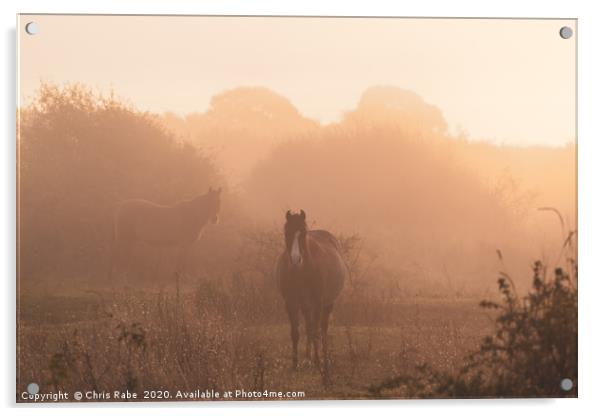 Horses on a foggy autumn morning at dawn Acrylic by Chris Rabe