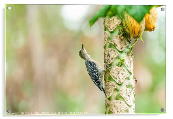 Red-crowned Woodpecker on papaya tree Acrylic by Chris Rabe