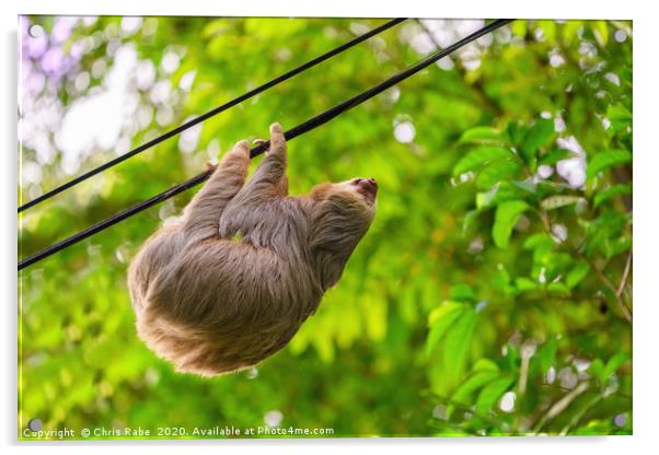 Two-Toed Sloths on phone line Acrylic by Chris Rabe