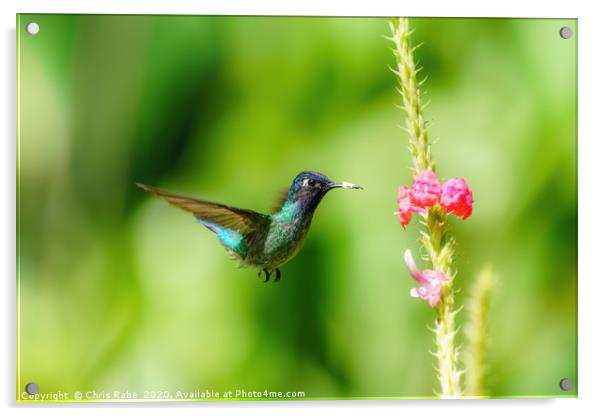 Purple-bibbed Whitetip hummingbird hovering Acrylic by Chris Rabe