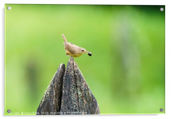 House Wren with insect in it's beak Acrylic by Chris Rabe