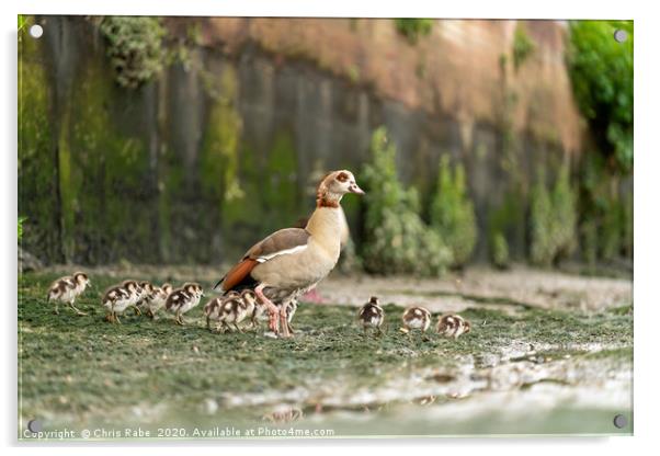 Egyptian goose family Acrylic by Chris Rabe