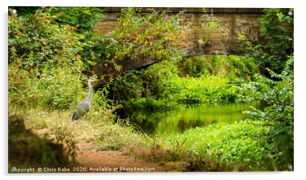 Grey Heron on riverside Acrylic by Chris Rabe
