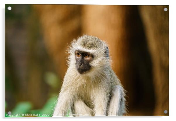 Portrait of a Vervet Monkey Acrylic by Chris Rabe