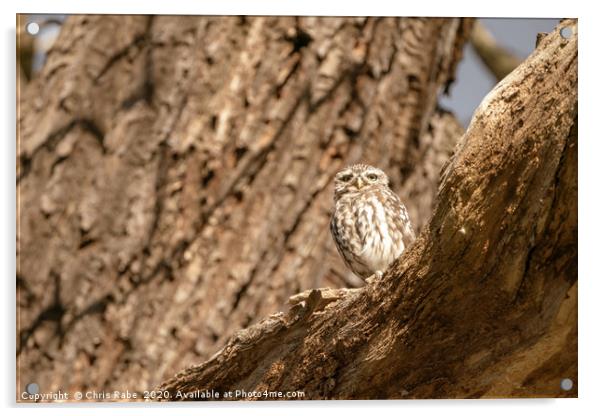 Little Owl on a tree Acrylic by Chris Rabe
