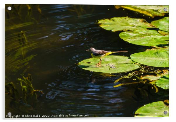 Grey Wagtail on a lily Acrylic by Chris Rabe