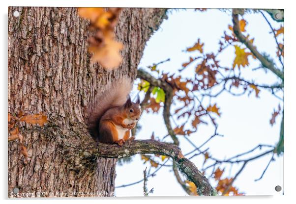 red squirrel part way up a tree sitting on a branc Acrylic by Chris Rabe