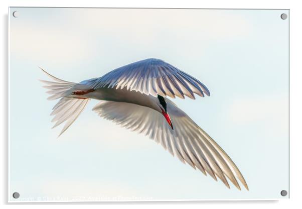 Common Tern  close-up in flight Acrylic by Chris Rabe