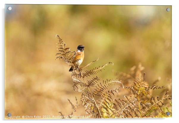 Male Stonechat  Acrylic by Chris Rabe