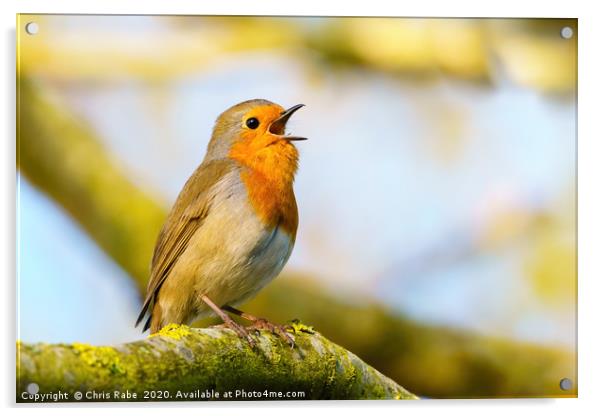 European Robin singing in early morning light Acrylic by Chris Rabe