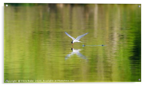 Common Tern skimming water Acrylic by Chris Rabe