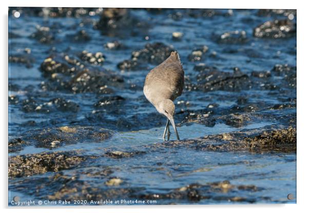 willet foraging for food at low tide Acrylic by Chris Rabe